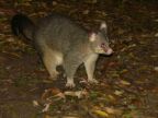 Possum.JPG (50 KB)